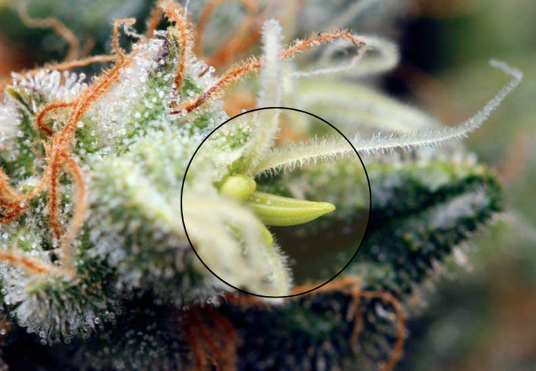 Bananas on Hemp: What Causes Them and How to Deal With Them