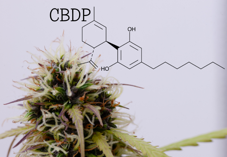 THCP And CBDP: Newly Discovered Cannabinoids And Their Possible Effects