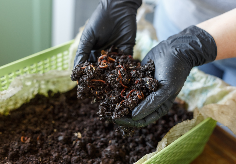 Vermicompost als organischer Dnger fr Hanfpflanzen: die Vorteile und  seine Verwendung