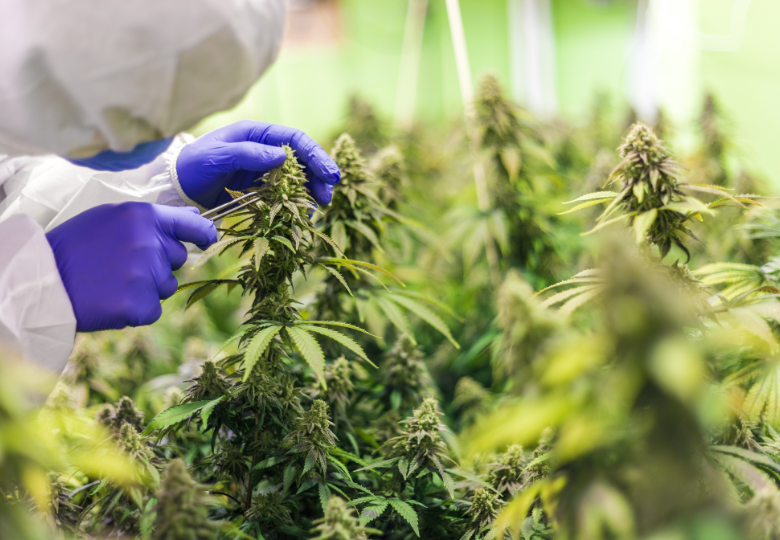 Growing Hemp Bonsai: A Guide to Magnificent Miniatures