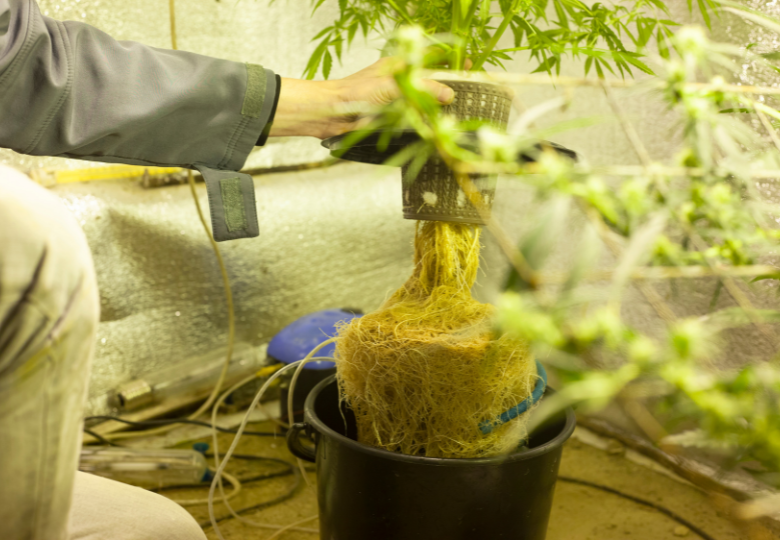 Das Geheimnis hoher Ertrge: Honig als Schlsselfaktor fr erfolgreichen  Cannabisanbau