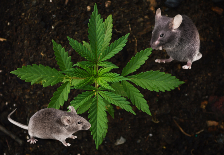 Fighting Rodents: How to Protect Cannabis from Pests