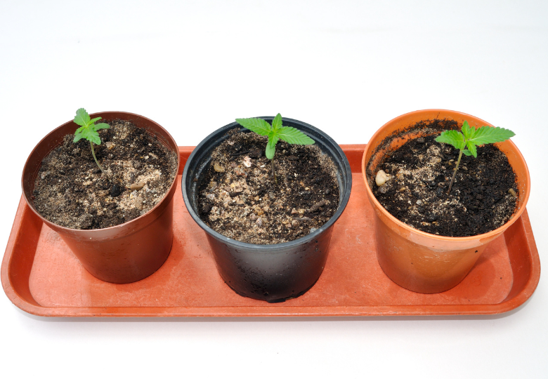 Accelerate Cannabis Growth: Causes of Slow Growth and Effective Remedies