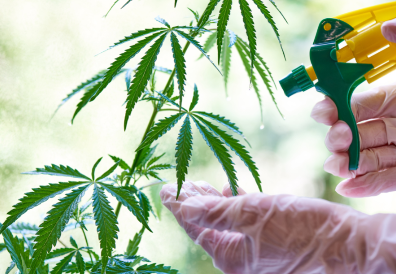 Komposttee: organischer Dnger fr gesunde Cannabispflanzen