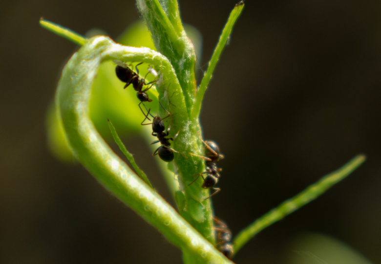 Ants as Pests of Cannabis: How to Get Rid of Them and Protect Your Plants