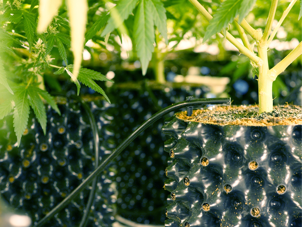 Cannabis and Pots: Choose the Best One for Your Cannabis