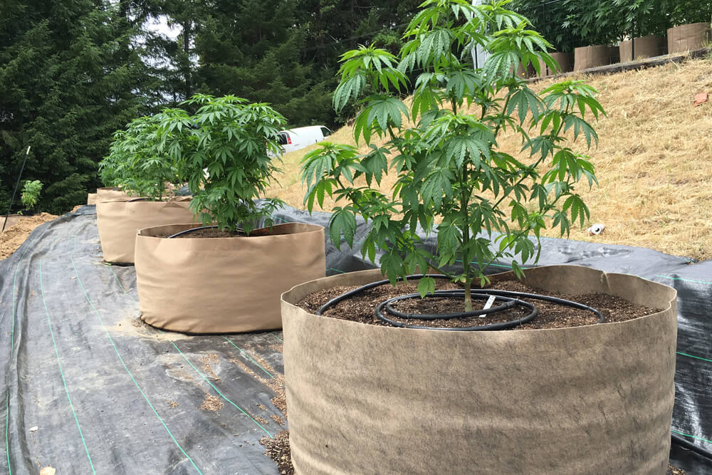 Cannabis und Töpfe Wählen Sie den besten für Ihr Cannabis