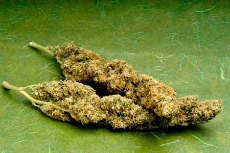 palica marihuany ideálna pre máčanie v mede Kandizované kvety