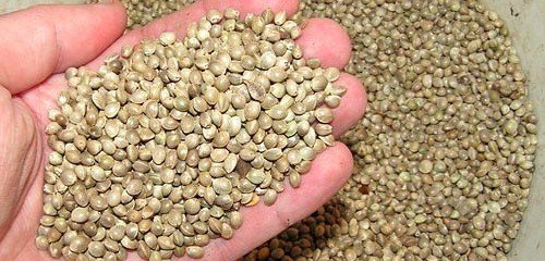 šedohnedé konopné semienko