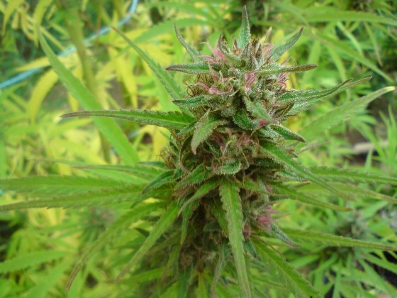 Najlep&scaron;&iacute; extrakt z&iacute;skame priamo z pal&iacute;c jednotliv&yacute;ch rastl&iacute;n