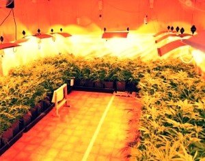 Pestovanie marihuany pre lek&aacute;rske &uacute;čely