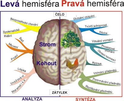 Ľavá a pravá hemisféra Rozdělení na pravou a levou hemisféru