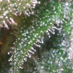 Trich&oacute;m zbl&iacute;zka