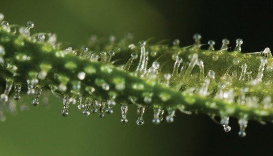 Trich&oacute;m konope