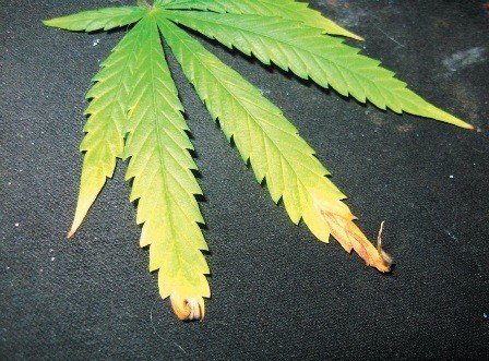 Pri nedostatku dusíka dochádza k žltnutiu listov